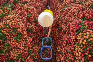 Nông dân Bắc Giang đại thắng mùa đặc sản 2025, hơn 100.000 tấn hàng 'tốt nhất từ trước đến nay' cháy hàng toàn cầu