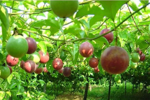 Hai 'ứng viên' sáng giá của nông sản Việt Nam bất ngờ được cấp hộ chiếu sang thị trường tỷ dân
