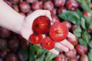 Hết thời giá vài trăm nghìn/kg, mận hậu giờ rẻ như cho nhưng vẫn 'ế sưng ế sỉa'
