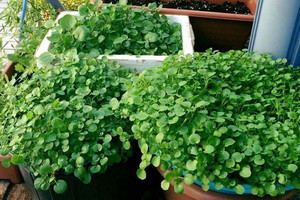 Loại rau đạt điểm tuyệt đối về mật độ dinh dưỡng, được chuyên gia đánh giá là 'siêu thực phẩm' lại đang bị thị trường tiêu dùng Việt thờ ơ