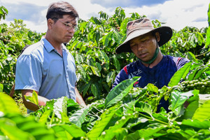 Chỉ mất 6 tháng, cà phê Việt đã làm được điều chưa từng có