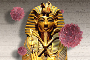 Từng bị gắn với 'lời nguyền Pharaoh', loài nấm tử thần này bất ngờ hé lộ khả năng tiêu diệt tế bào ung thư