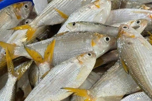 Loại 'cá nhà nghèo' xưa chỉ cho 'lợn ăn' nay được săn lùng mua khắp chợ