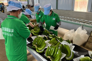 Từng ‘ôm’ nợ hơn 4.228 tỷ, bầu Đức giờ thu tiền tỷ nhờ mô hình '4 cây – 1 con': Có quả bán 140.000 đồng, Nhật đặt mua hết