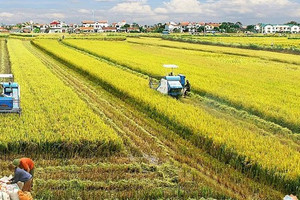 Từ 1/1/2026, nhiều đối tượng được miễn thuế sử dụng đất nông nghiệp thêm 5 năm