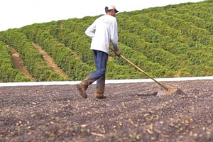 Nông dân tại thủ phủ cà phê thế giới thắng được hạn hán nhờ 2 'át chủ bài'