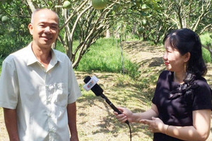 Nông dân Vĩnh Long nhổ lúa, trồng cây ra trái quanh năm, Trung Quốc rất chuộng: Thu nhập 1,2 tỷ đồng/năm
