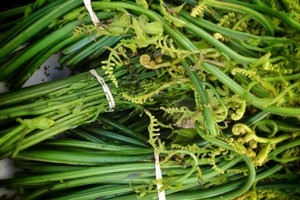 Loại rau dại Việt Nam được Trung Quốc mua với giá 200.000 đồng/kg, hóa ra là 'vị thuốc toàn năng'