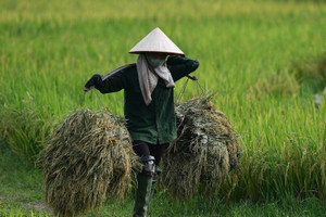 5 ngày nữa, TPHCM tăng giá thóc thu thuế