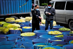 Theo dõi căn nhà chỉ sáng đèn lúc 4 giờ sáng, triệt phá xưởng 'hô biến' giá đỗ bằng hóa chất độc hại