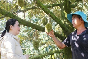 Nông dân Đồng Nai từng bị 'gièm pha' vì bán vàng trồng ‘cây tỷ đô’, nay 'phất lên như diều gặp gió', lợi nhuận 2 tỷ đồng/năm
