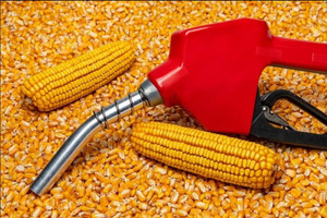 Gặp Thủ tướng, doanh nghiệp Brazil chuyên sản xuất ethanol từ ngô đề nghị hợp tác chiến lược