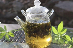 Bất ngờ trước công dụng của 'nhân sâm phương Nam', uống đều đặn giúp gan khỏe mạnh, chống lão hóa gấp 8 lần trà xanh, hàng tươi chỉ từ 5.000 đồng/kg