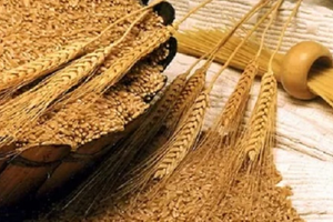 Hàng trăm nghìn tấn 'hạt vàng' từ Nga ồ ạt tràn vào Việt Nam: Nước ta tiêu thụ 'không kém cạnh ai', là thứ cả thế giới đều cần