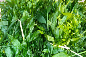 Rau ngót có giá 200.000 đồng/kg nhưng liên tục 'cháy hàng'