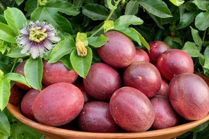 Một 'sản vật' triệu đô khiến thị trường khó tính cũng phải mê: Sản lượng 200.000 tấn/năm, Việt Nam là nước trồng nhiều nhất thế giới