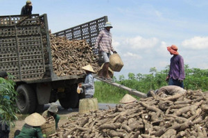 Không phải gạo hay cà phê, thứ này mới khiến Trung Quốc có bao nhiêu mua bấy nhiêu: Việt Nam thu về gần 700 triệu USD, cạnh tranh ngôi vương với Thái Lan