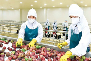 Nông dân Việt thu hoạch mỗi năm 200.000 tấn quả đặc biệt, xuất khẩu tăng trưởng hơn 300%, Mỹ cũng 'gật đầu' nhập hàng