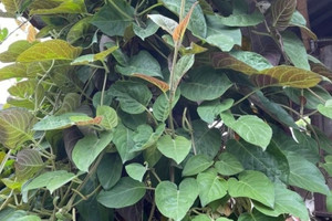Loại lá xưa mọc đầy bờ rào, muốn mua không ai bán giờ lại thành đặc sản, giá dao động 40.000 đến 50.000 đồng/kg