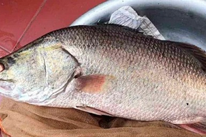 Nuôi loài cá 'bình dân' ngoài chợ, dinh dưỡng không kém cá hồi đắt đỏ, lão nông Thanh Hóa lãi đều tay hàng trăm triệu mỗi năm