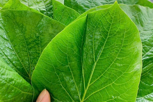 Loại rau rừng lạ lẫm xưa không ai biết nay được dân sành ăn săn lùng, giá cao vẫn đắt hàng