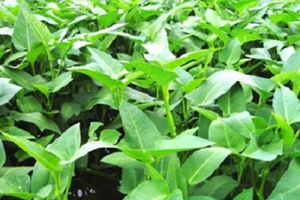 Loại rau tốt như 'tiên dược' mùa hè, bổ dưỡng bất ngờ: Chỉ 5.000 đồng/mớ, chợ nào cũng bán la liệt
