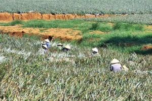 Nông dân Ninh Bình trồng loại cây ra quả hương thơm ngát, vỏ vàng đẹp, vị ngon giòn: Vừa được mùa lại được giá, bán lãi 300 triệu đồng/1ha