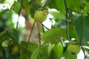 Măng cụt được giá cao nhưng nông dân xót xa vì một lý do