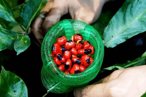 Loại hạt là 'quốc bảo' của Việt Nam, đắt hơn vàng ròng, giá 240 triệu đồng/kg vẫn không có hàng bán