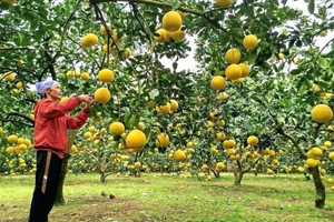 Nông dân Phú Thọ không cam chịu nghèo khổ, bỏ lúa sang trồng cây quả treo lủng lẳng trên cành: Đã xuất khẩu sang Mỹ, Anh