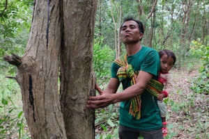 Loại cây được săn đón khắp miền Trung, giúp nông dân đổi đời với lợi nhuận bạc tỷ mỗi hecta