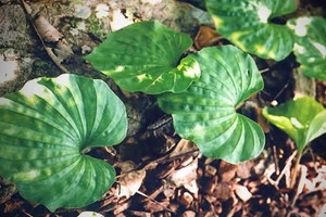 Báu vật rừng xanh cả đời chỉ ra trổ duy nhất một lá sau khi tàn hoa: Quý hiếm và đắt đỏ bậc nhất thế giới, Việt Nam cũng sở hữu
