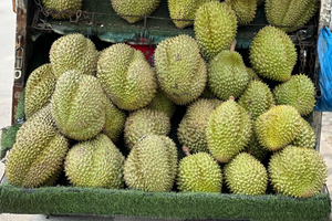 Lần đầu tiên trong 4 năm, dân thoải mái ăn sầu riêng với giá rẻ khó tin