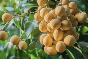 Nền kinh tế lớn thứ 2 Đông Nam Á lâm vào ‘cuộc khủng hoảng ngọt ngào’, chỉ còn 8 tuần để cứu vãn nguy cơ sụp đổ thị trường