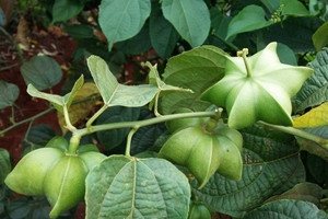 Loại hạt đắt đỏ bậc nhất thế giới, không ngờ mọc đầy ở Việt Nam