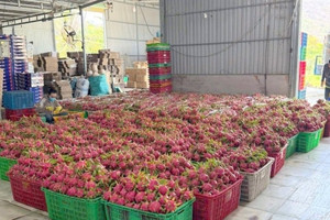 Nông dân Bình Thuận 'ngồi trên đống lửa' khi hàng trăm tấn đặc sản đạt chuẩn GlobalGAP đứng trước nguy cơ hóa đá trong kho lạnh