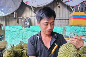 ‘Vua' của các loại sầu riêng bị chê, rớt giá thảm