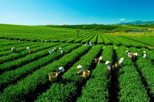 Tập đoàn 100 năm của Nhật khai phá 'mỏ vàng xanh' của Việt Nam, phát triển sản phẩm 'chuẩn Nhật, giá Việt'
