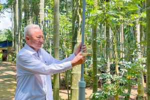 Nông dân Đắk Lắk trồng loại cây cao vút tưởng chỉ làm hàng rào, từ 4ha mà kiếm tiền tỷ: Hàng xóm xung quanh phục lăn