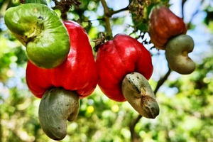 Vượt Mỹ, Trung Quốc chi 526 triệu USD mua loại hạt ‘siêu thực phẩm’ của Việt Nam