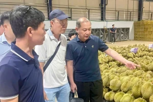 Chuyên gia Trung Quốc giám sát vùng trồng sầu riêng Lâm Đồng