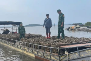 Hàu nhập lậu giá rẻ ‘tấn công’ Quảng Ninh