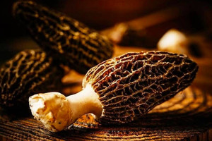 Việt Nam có một loại nấm ăn một lần nhớ cả đời, giá đắt hơn cả thịt bò Wagyu