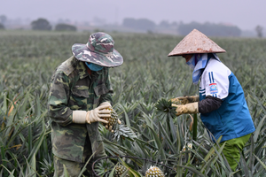 Không chỉ 1 tỷ USD, 4 loại trái cây này có thể giúp Việt Nam thu chục tỷ mỗi năm