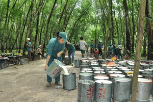 ‘Vàng trắng’ Campuchia đổ bộ về Việt Nam