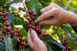 ‘Vàng nâu’ của Việt Nam bất ngờ được ưa chuộng tại một quốc gia Bắc Phi, xuất khẩu tăng 88 lần chỉ trong nửa đầu năm