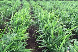 6 tháng thu về gần 40 triệu USD: Cây gia vị vùi sâu dưới lòng đất, 'ăn nên làm ra' khiến 110 doanh nghiệp Việt lao vào cuộc đua xuất khẩu