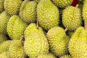 Sầu riêng phục hồi, dừa, xoài, chanh leo tăng tốc: Ngành rau quả đón tin vui lớn
