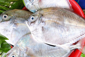 Cá không vảy, tên lạ gây sốt giới sành ăn Lâm Đồng với mức giá 200.000 đồng/kg