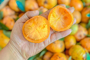Quả mọc dại trên rừng thành đặc sản mùa hè, đến mùa thành 'mỏ tiền', dân hái về bán 180.000 đồng/kg